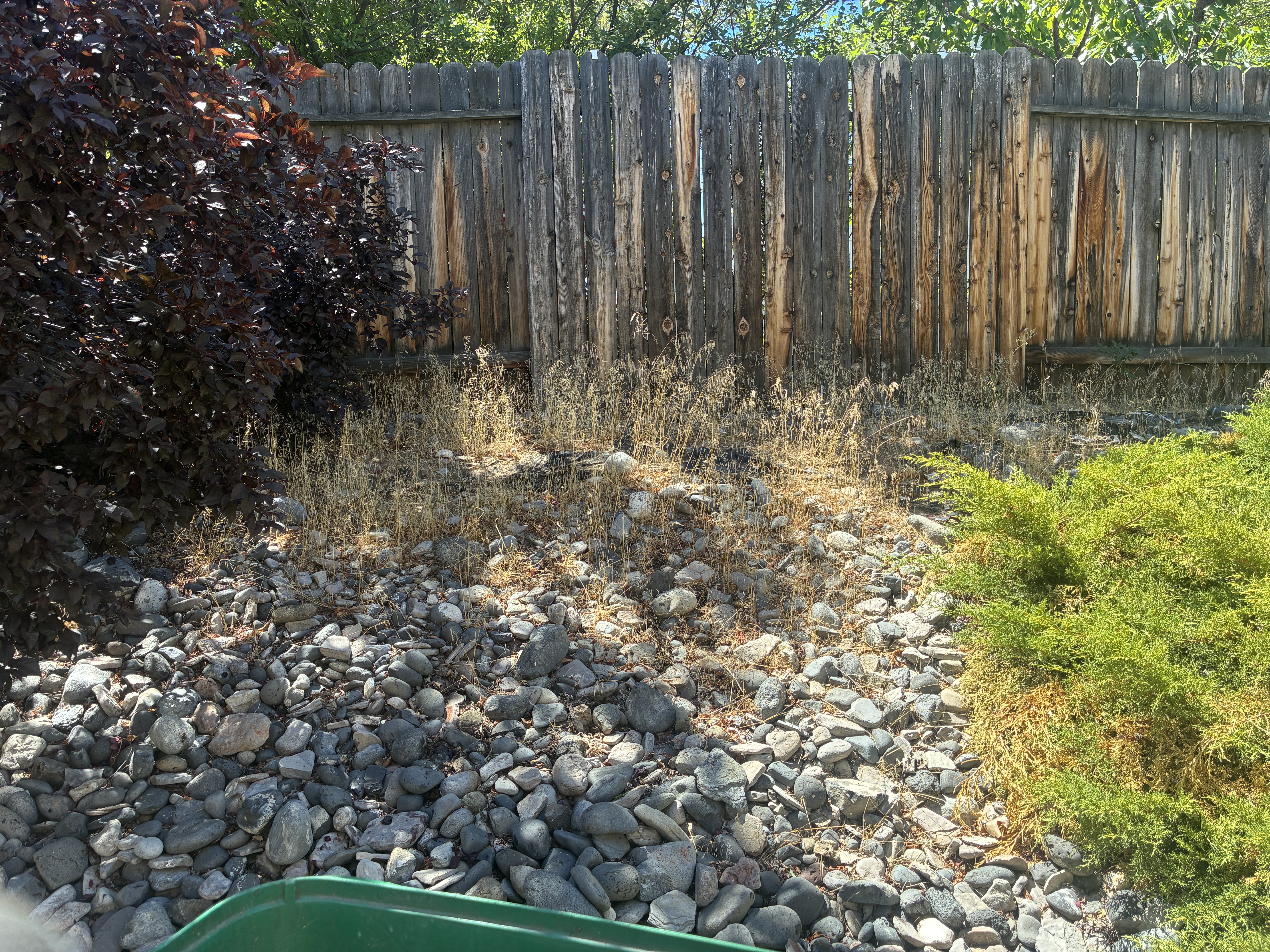 Before weed removal - overgrown weeds