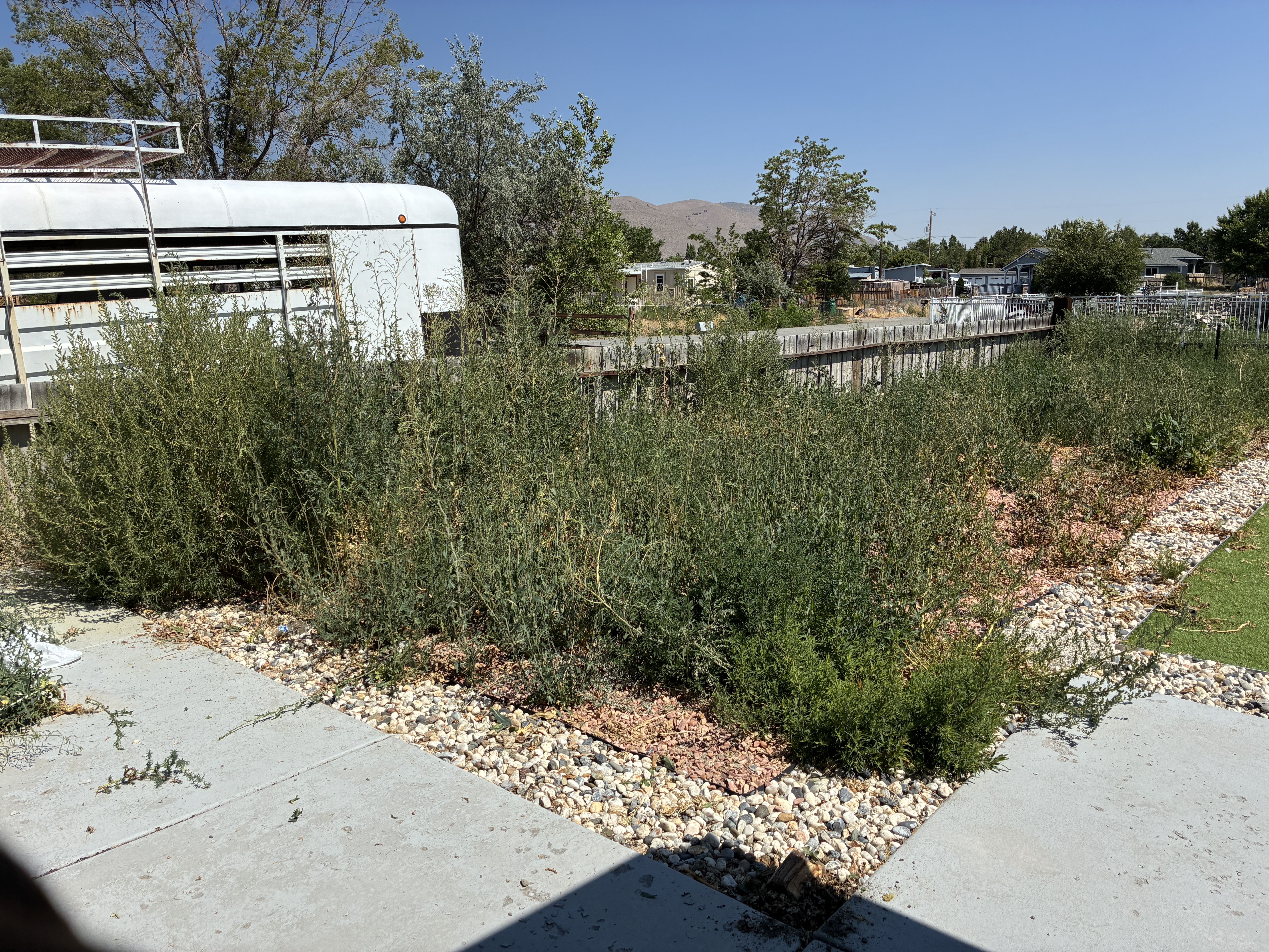 Before weed removal - weed-covered area